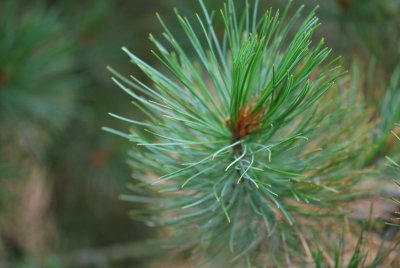 Pinus cembra - borovice limbová